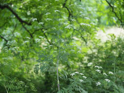 Image of bulbous chervil