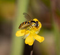 Image of Sphaerophoria macrogaster (Thomson 1869)