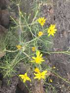 Image de Sonchus leptocephalus Cass.