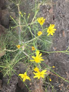 صورة Sonchus leptocephalus Cass.