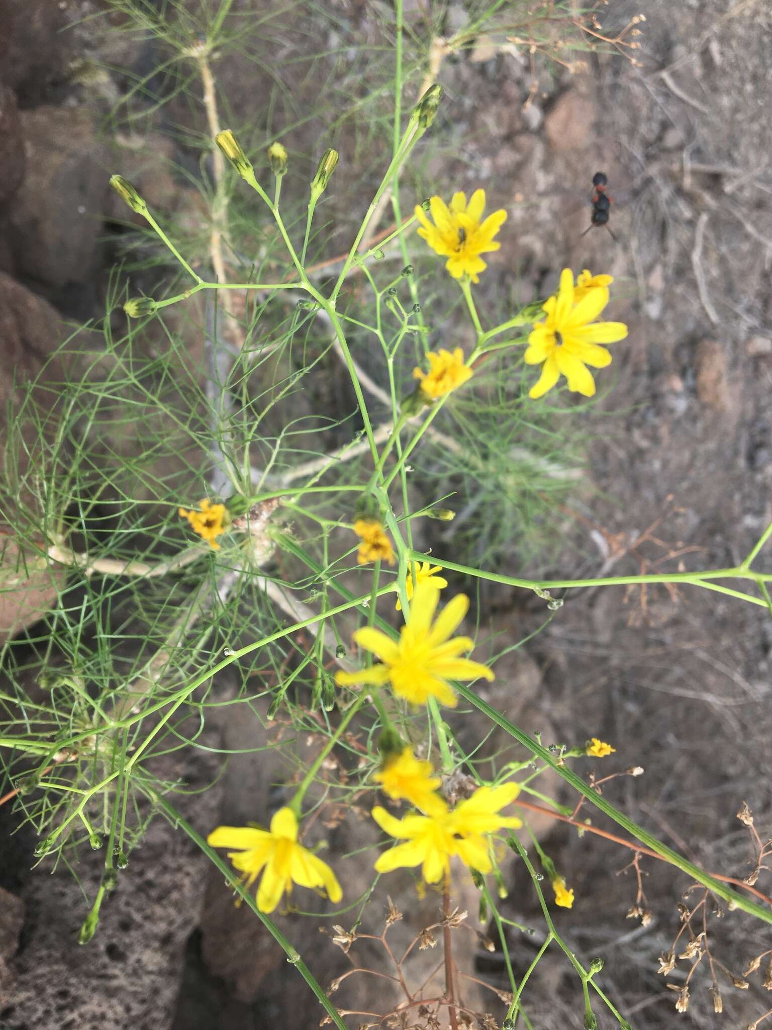 Image of Sonchus leptocephalus Cass.