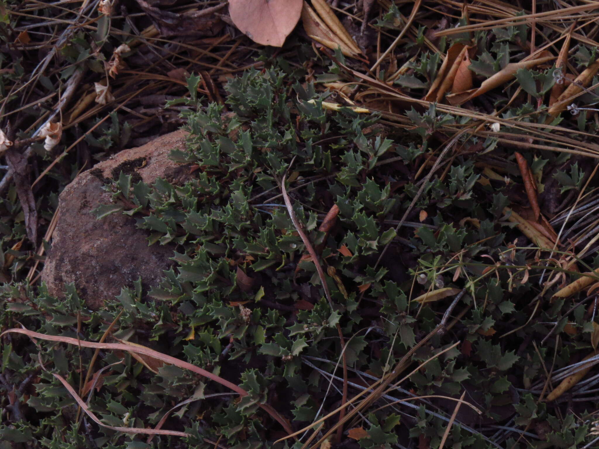 Image of Ceanothus divergens var. occidentalis (Mc Minn) D. O. Burge