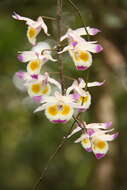 Image of Dendrobium devonianum Paxton