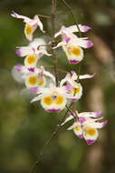 Plancia ëd Dendrobium devonianum Paxton