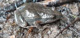 Image of Southern Flinders Ranges froglet