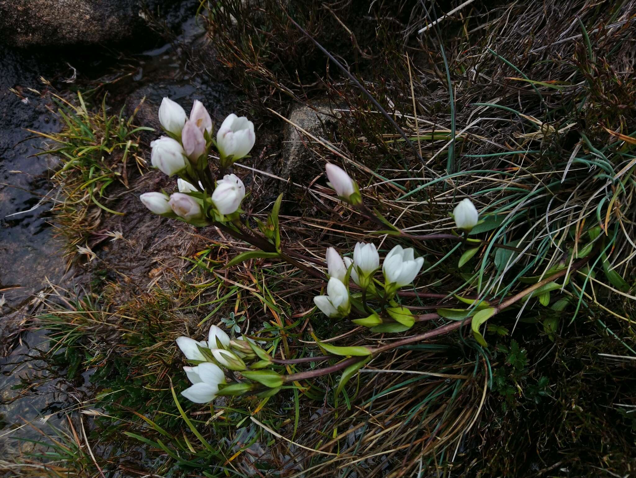 Imagem de Gentianella diemensis (Griseb.) J. H. Willis