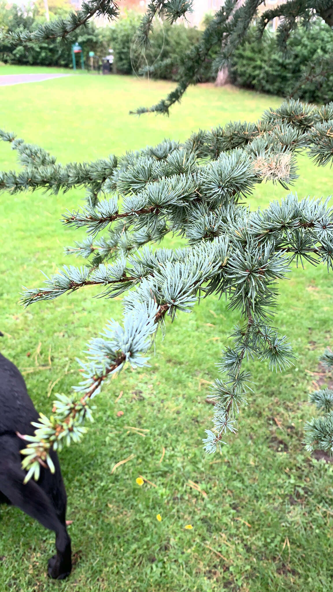 Image of Atlas Cedar