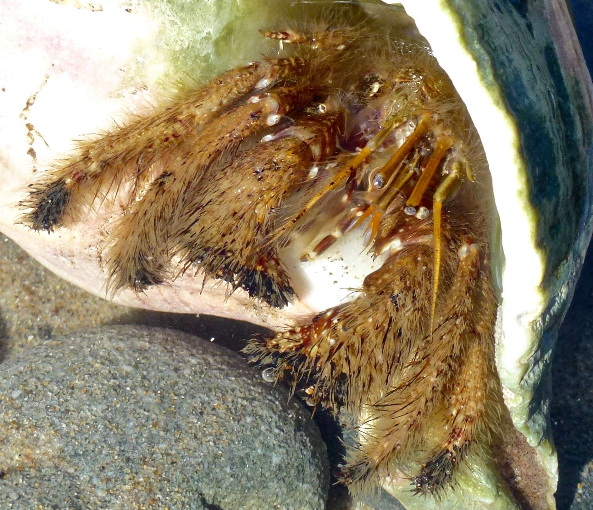 Image of furry hermit crab