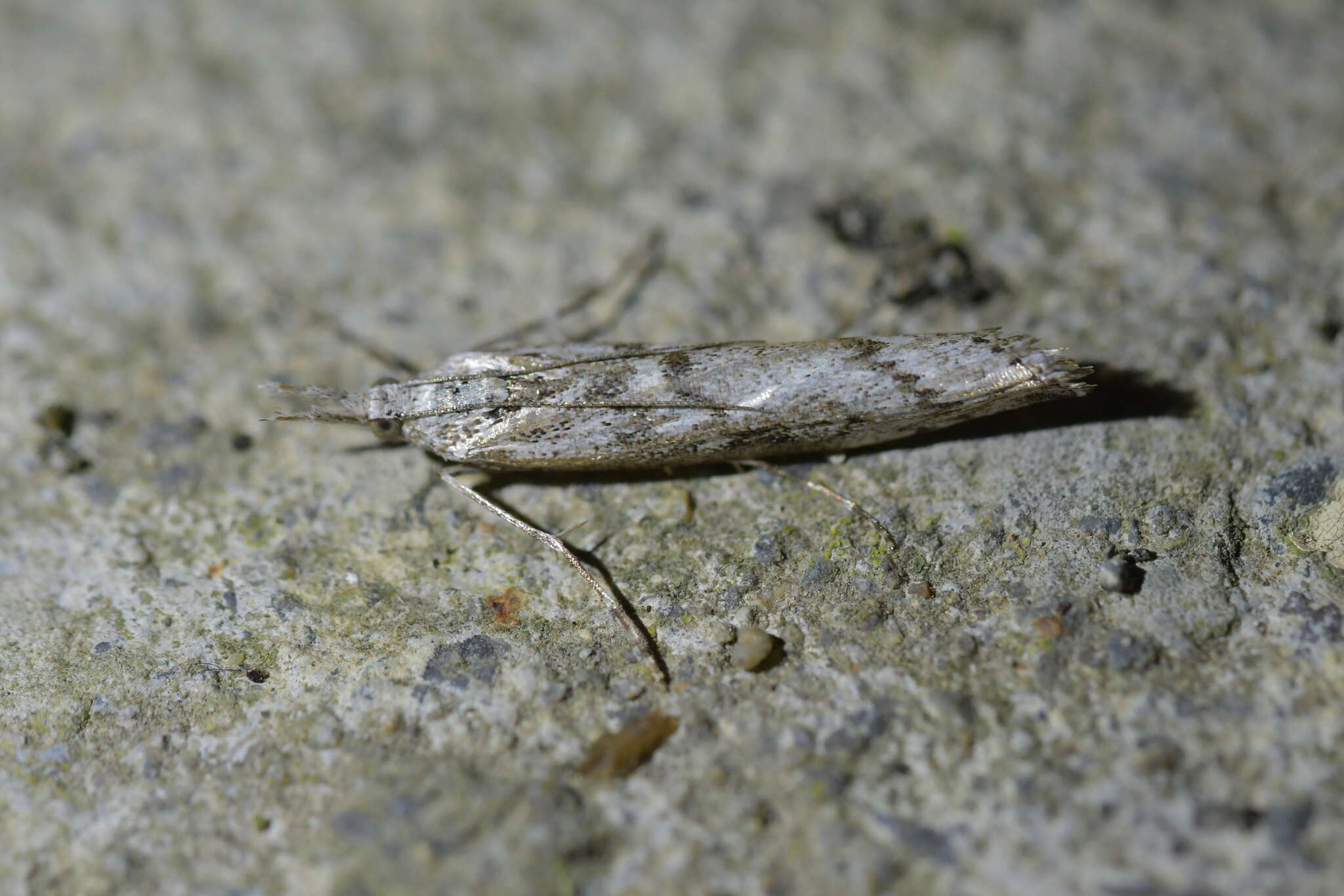 صورة Orocrambus cyclopicus Meyrick 1882