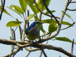 Image of Violet-tailed Sunbird