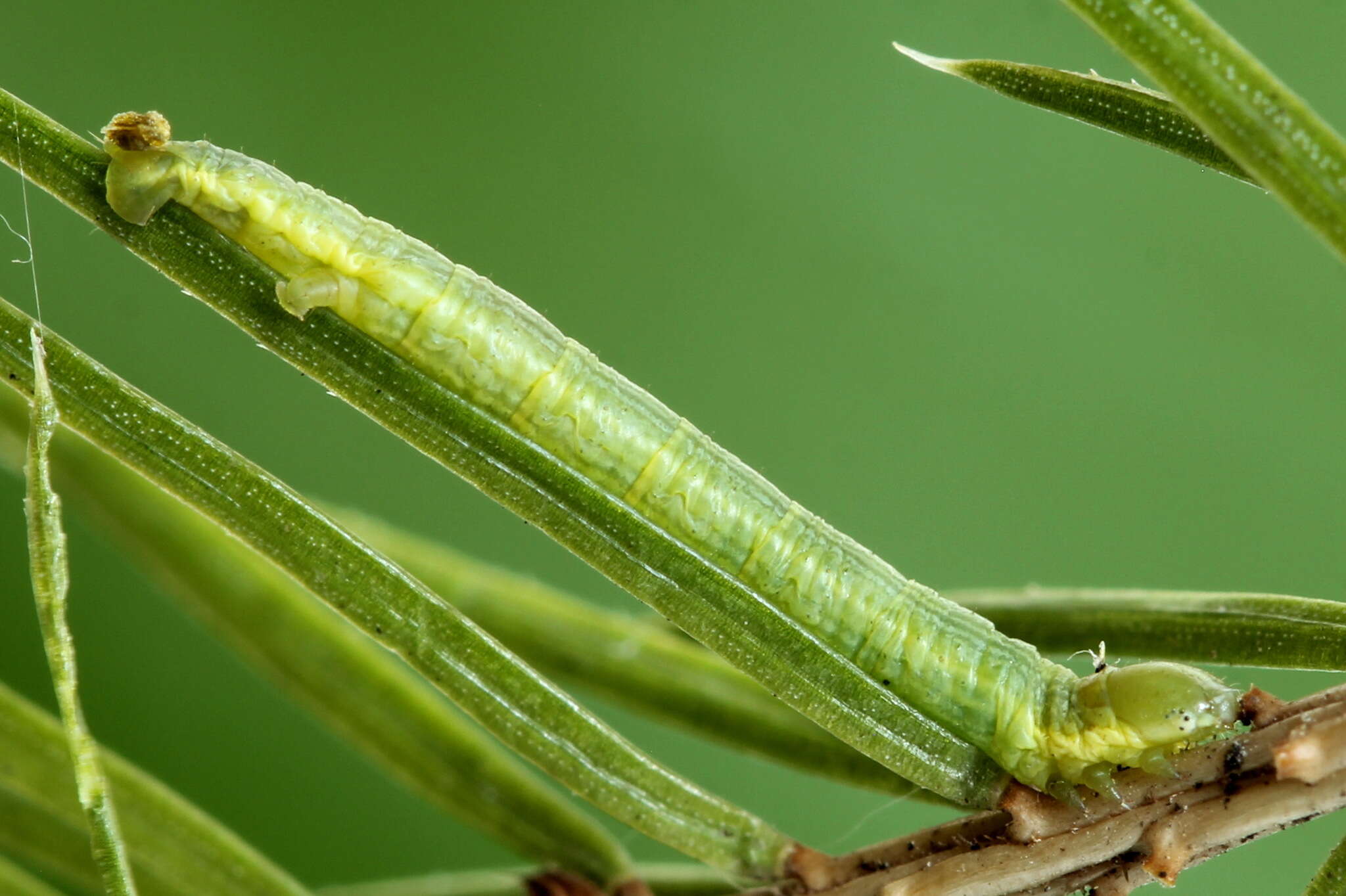 Bupalus resmi