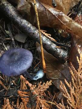 Image of Entoloma occidentale (Murrill) Blanco-Dios 2015