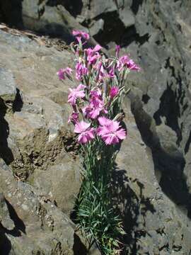 Image of cheddar pink