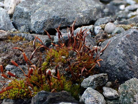 Image of mucronleaf tortula moss