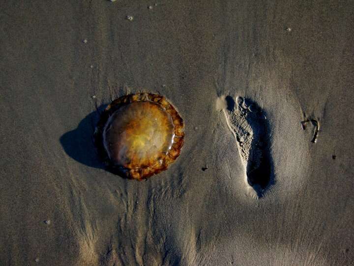 Image of Sea nettle