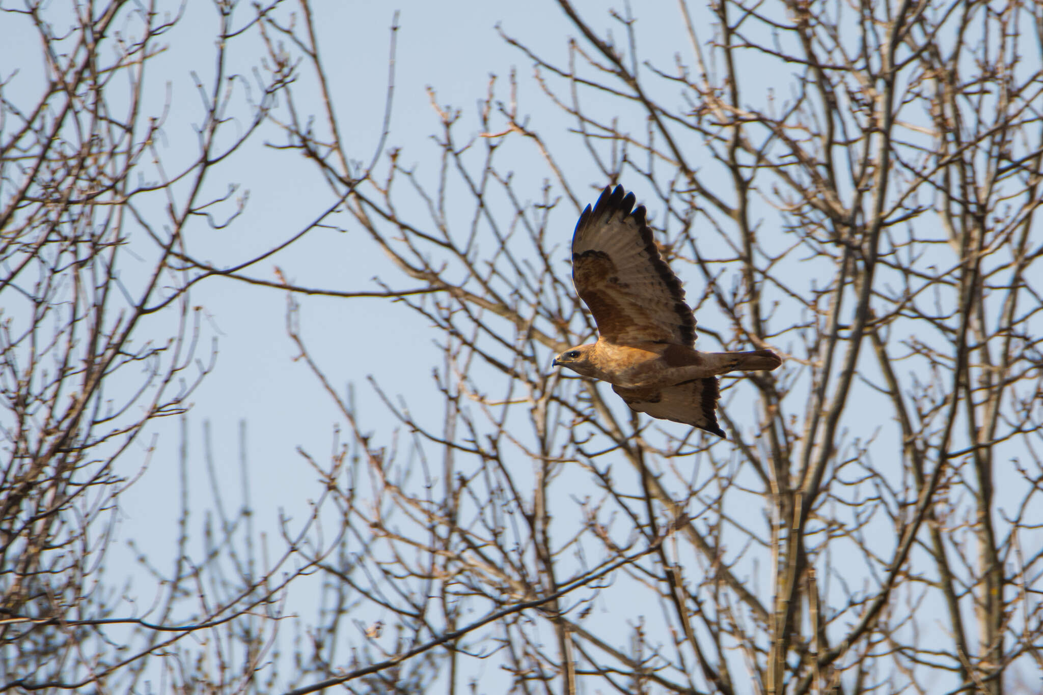 Image of Buteo buteo menetriesi Bogdanov 1879