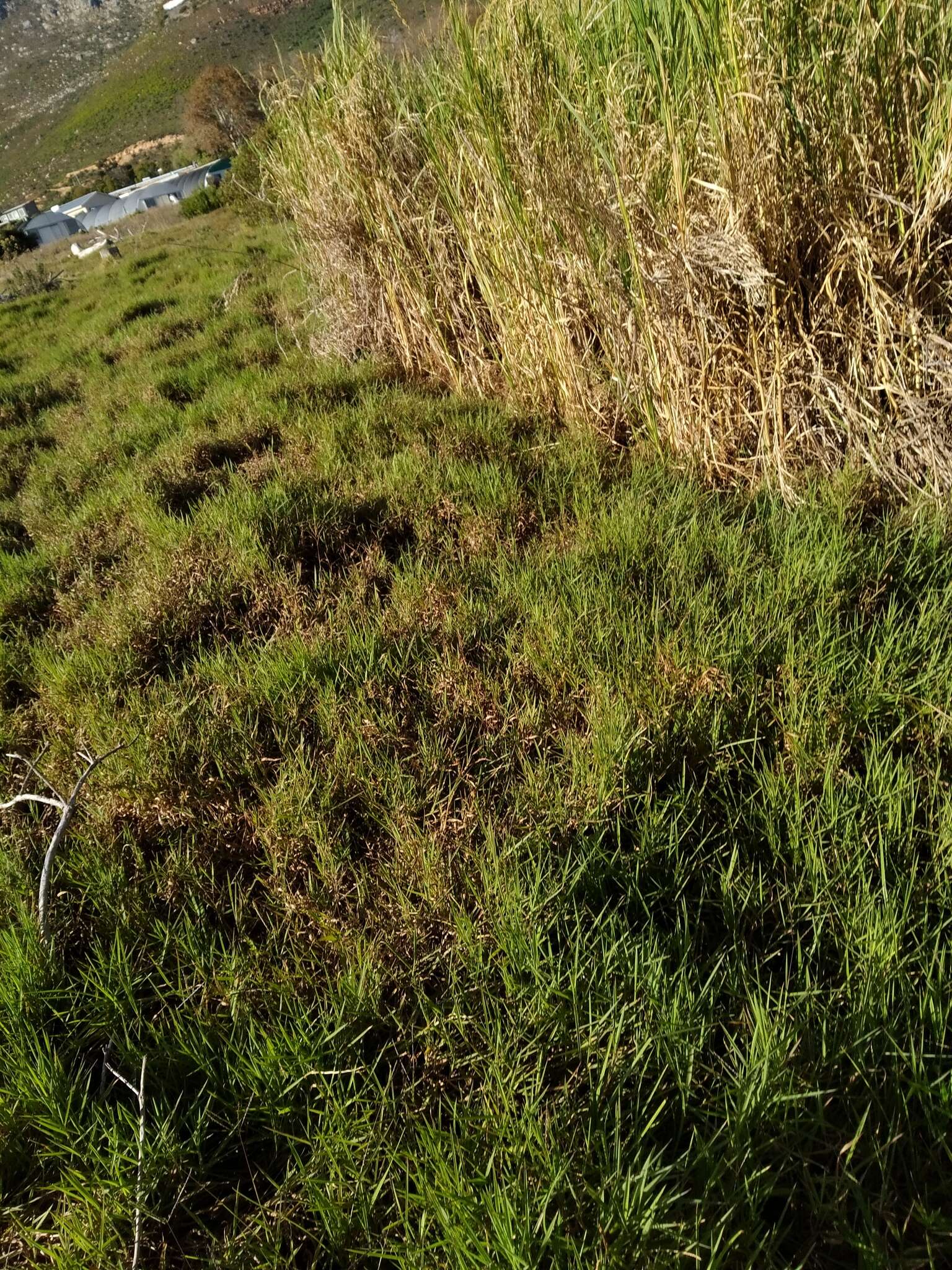 Image of Antelope Grass