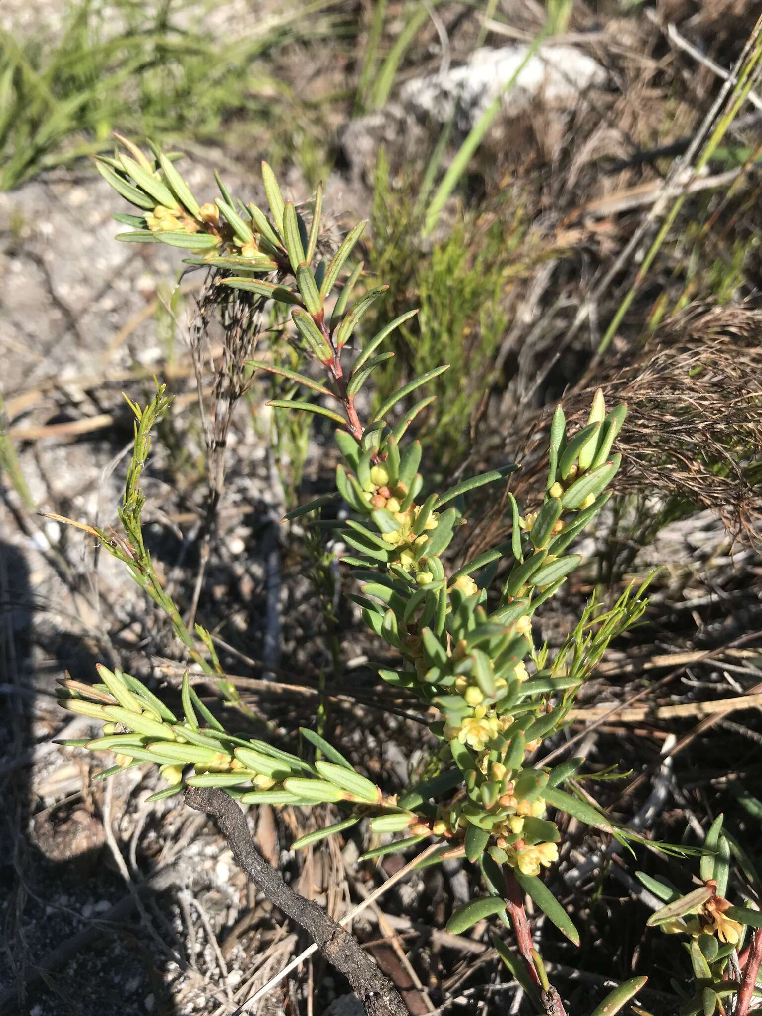 Image of Clutia polygonoides L.