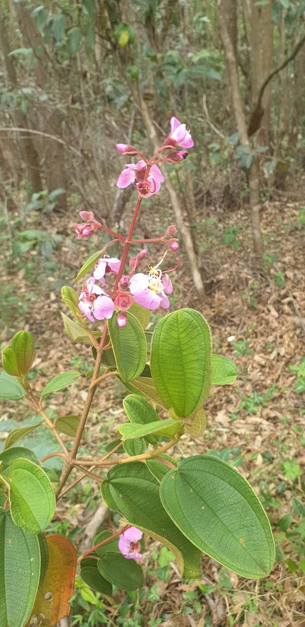 Image of Dichaetanthera cordifolia Baker