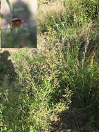 Scrophularia parviflora Wooton & Standley resmi
