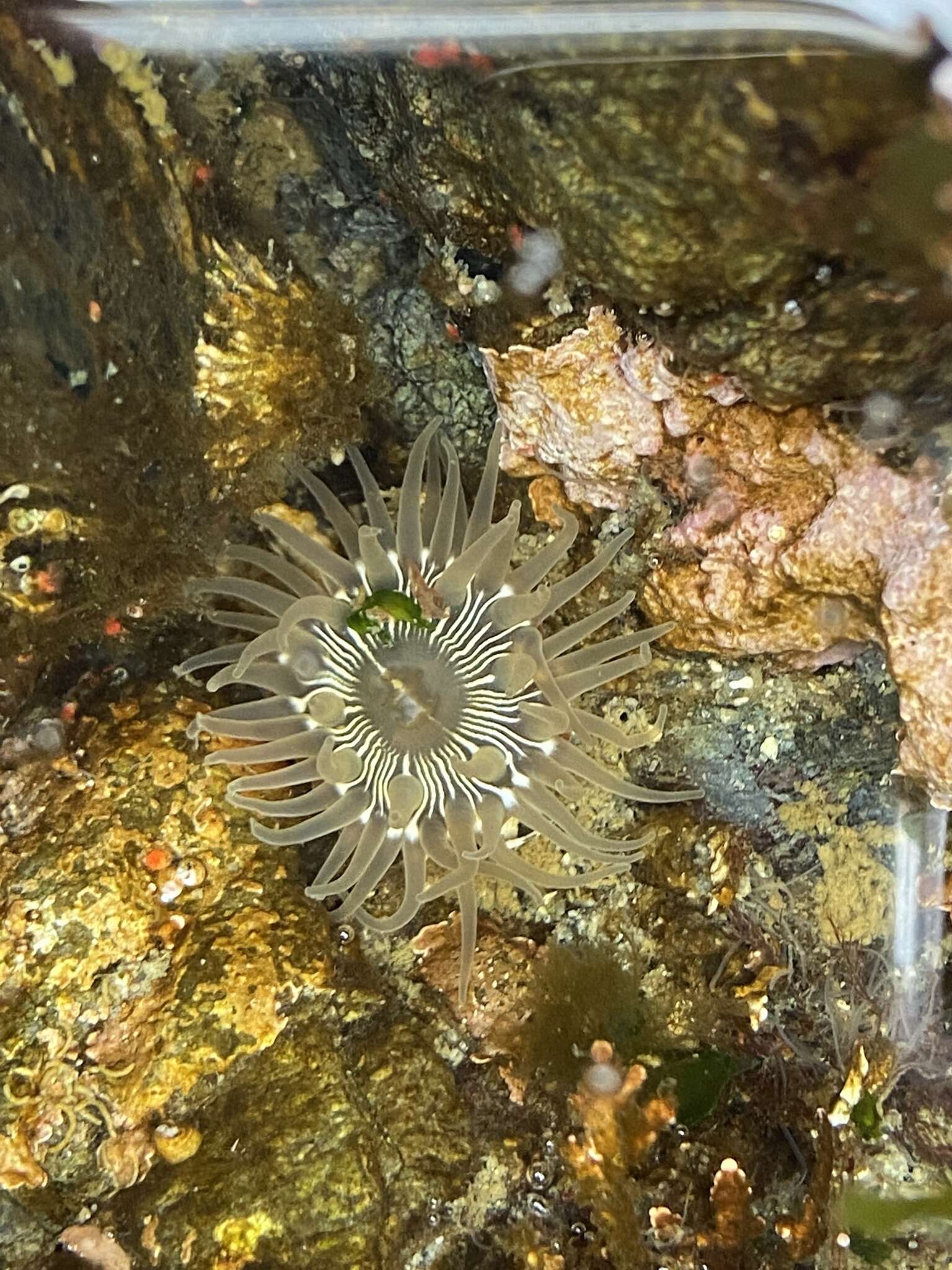 Image of incubating anemone