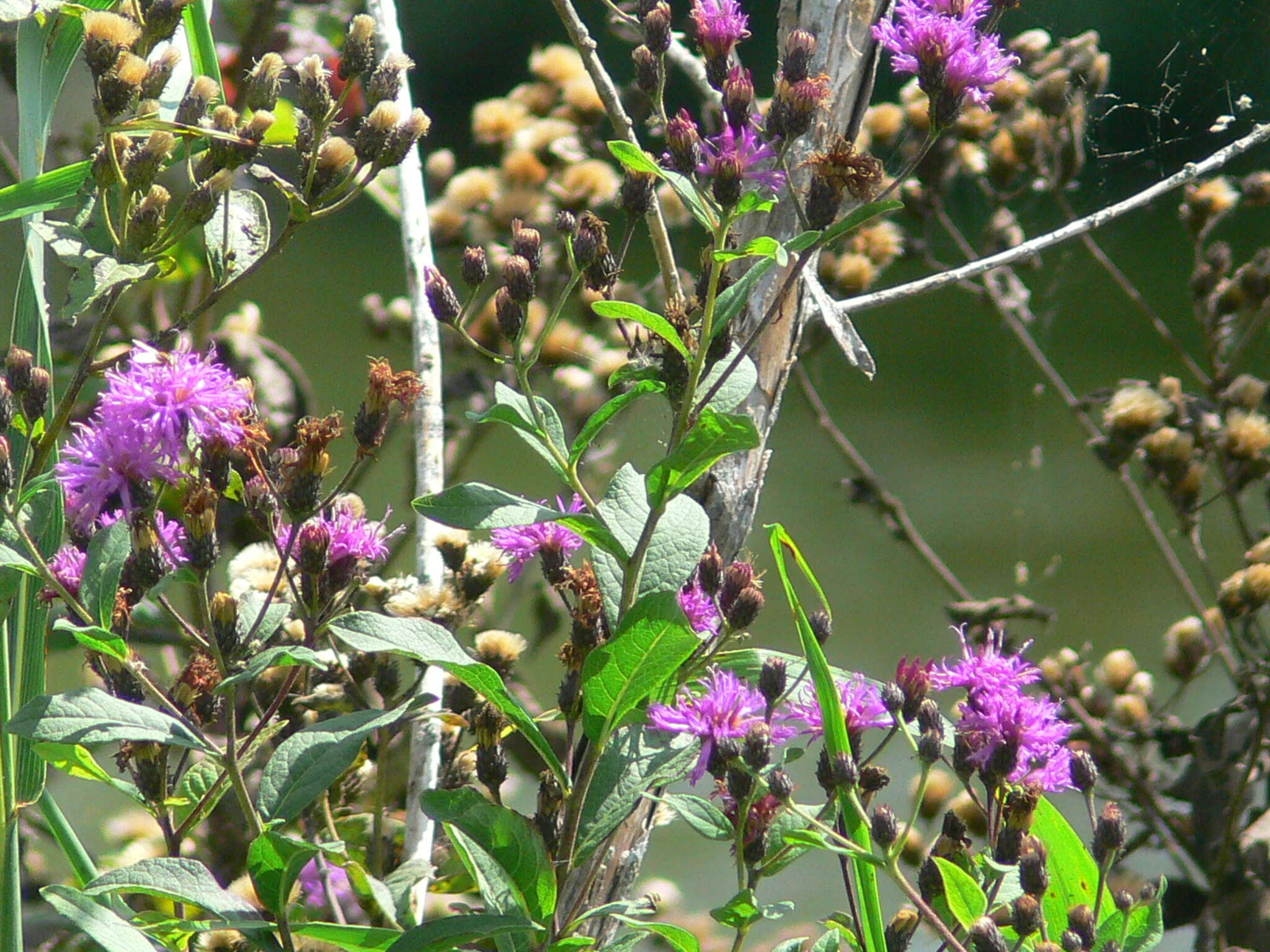 Plancia ëd Vernonia texana (A. Gray) Small