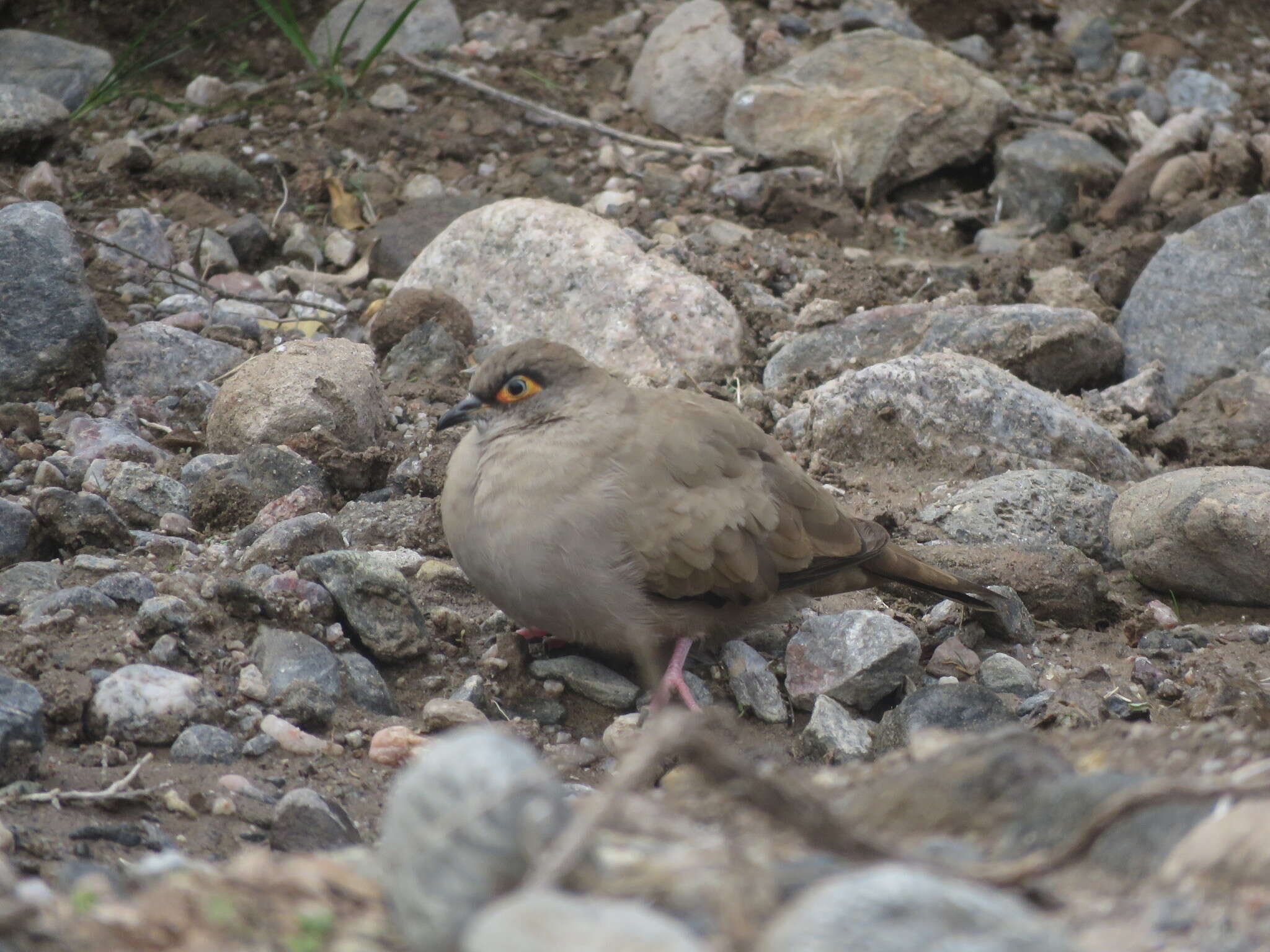 裸眶地鳩的圖片