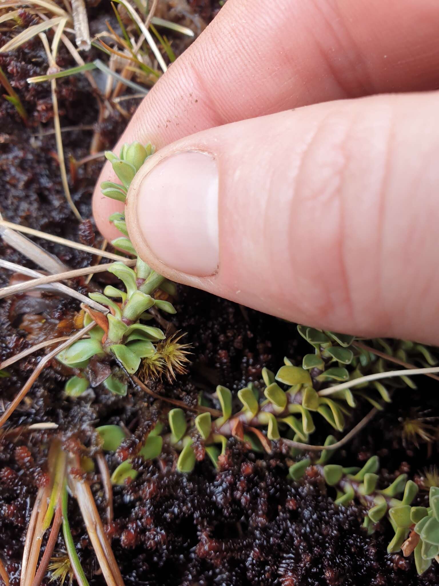 Image of Forstera sedifolia Forst. fil.