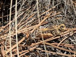 Image of Red-shanked Grasshopper