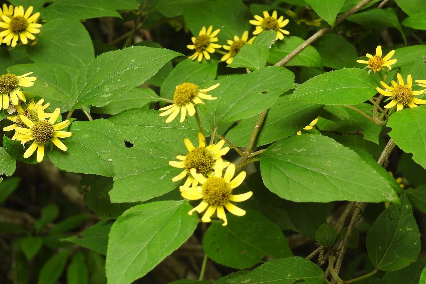 Philactis zinnioides Schrad. resmi