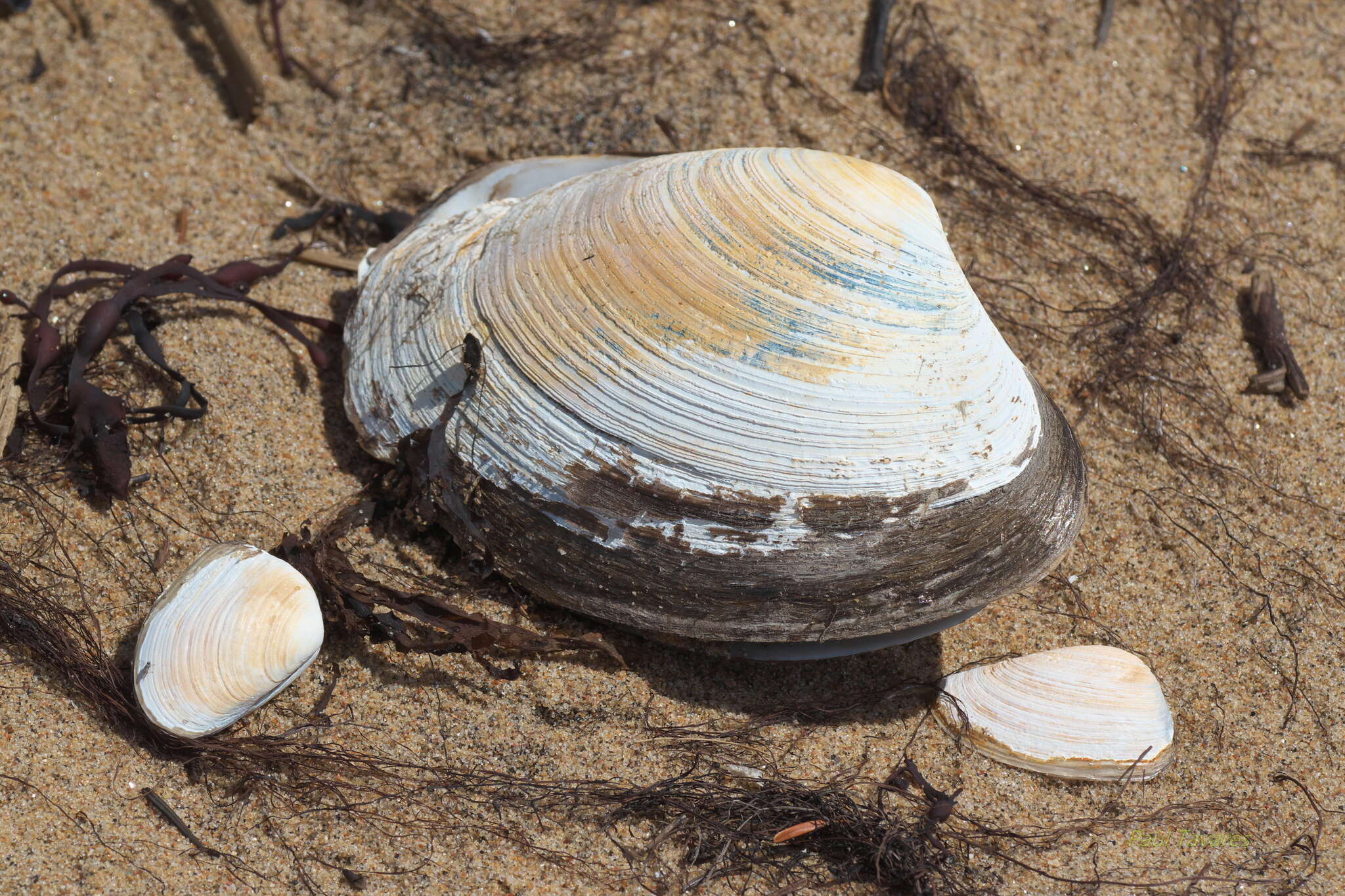 Image of Arctic surfclam