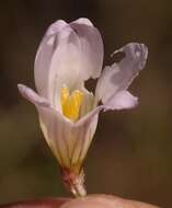 Image de Ixia saundersiana