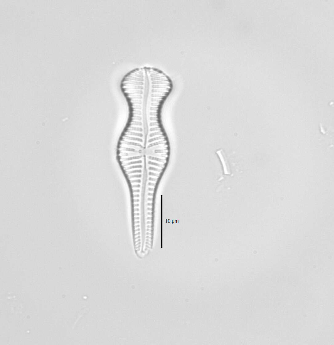 Gomphonema truncatum resmi