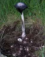 Image of Coprinus spadiceisporus Bogart 1976