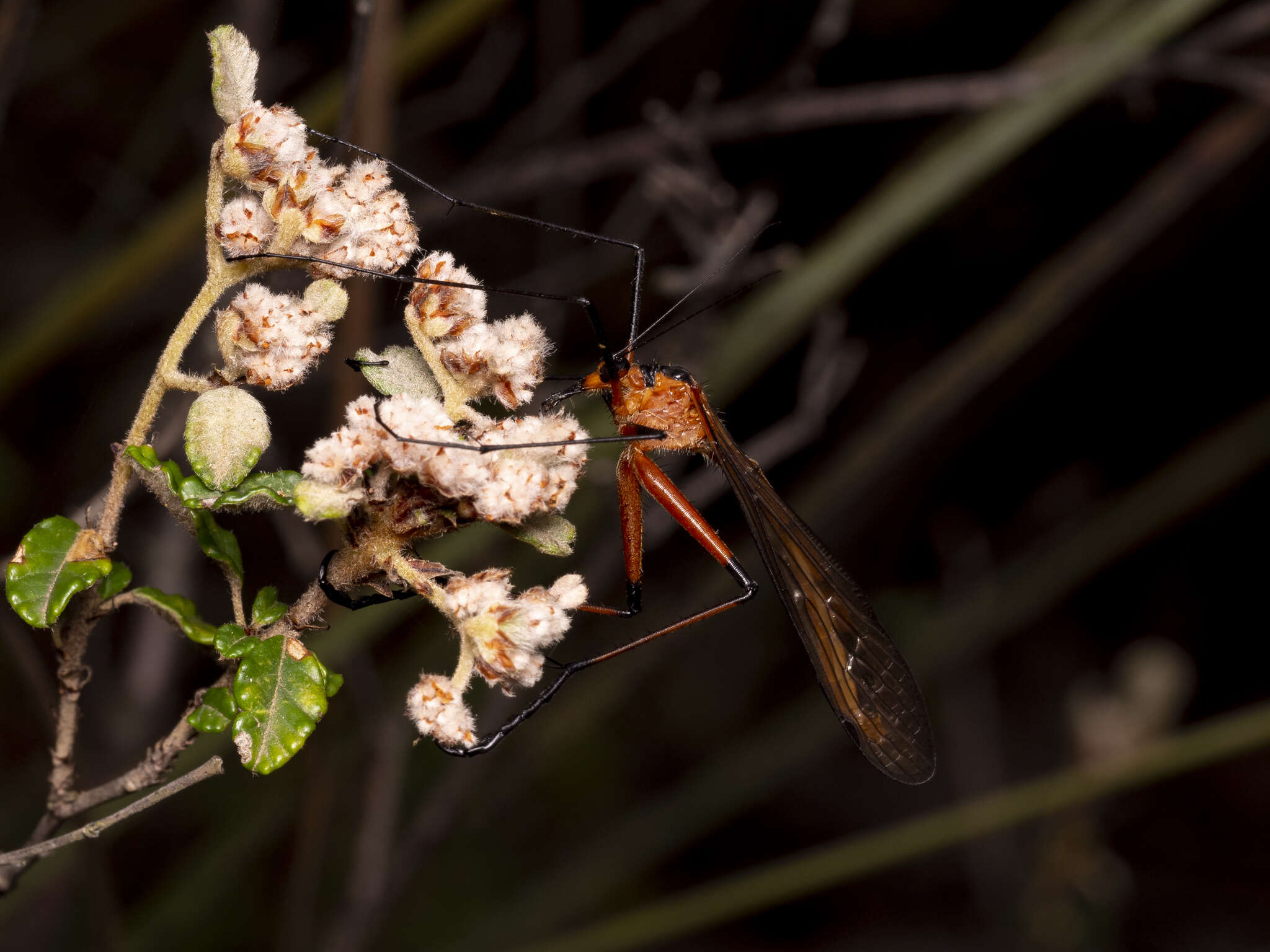 Image of Harpobittacus australis (Klug 1838)