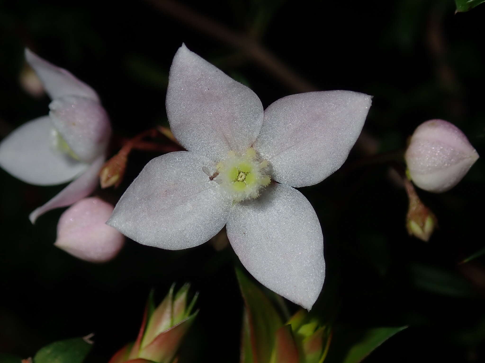 Image of Boronia floribunda Sieber ex Spreng.