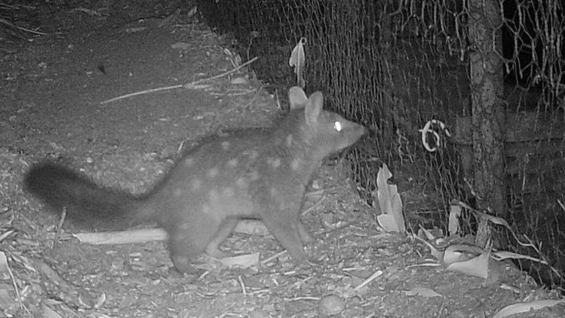 Image de Chat Marsupial De Geoffroy