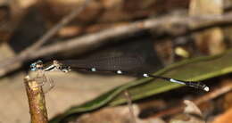 Image of Protosticta grandis Asahina 1985