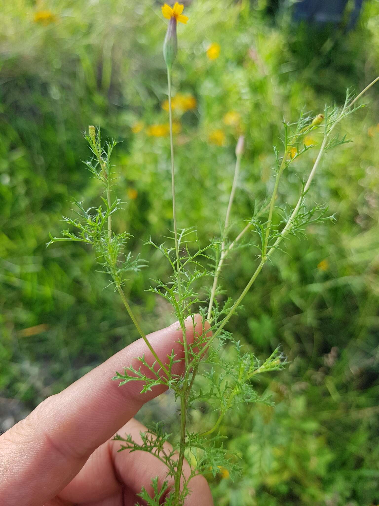 Image of Tagetes subulata Cerv.