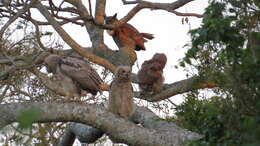 Image of South American Great Horned Owl