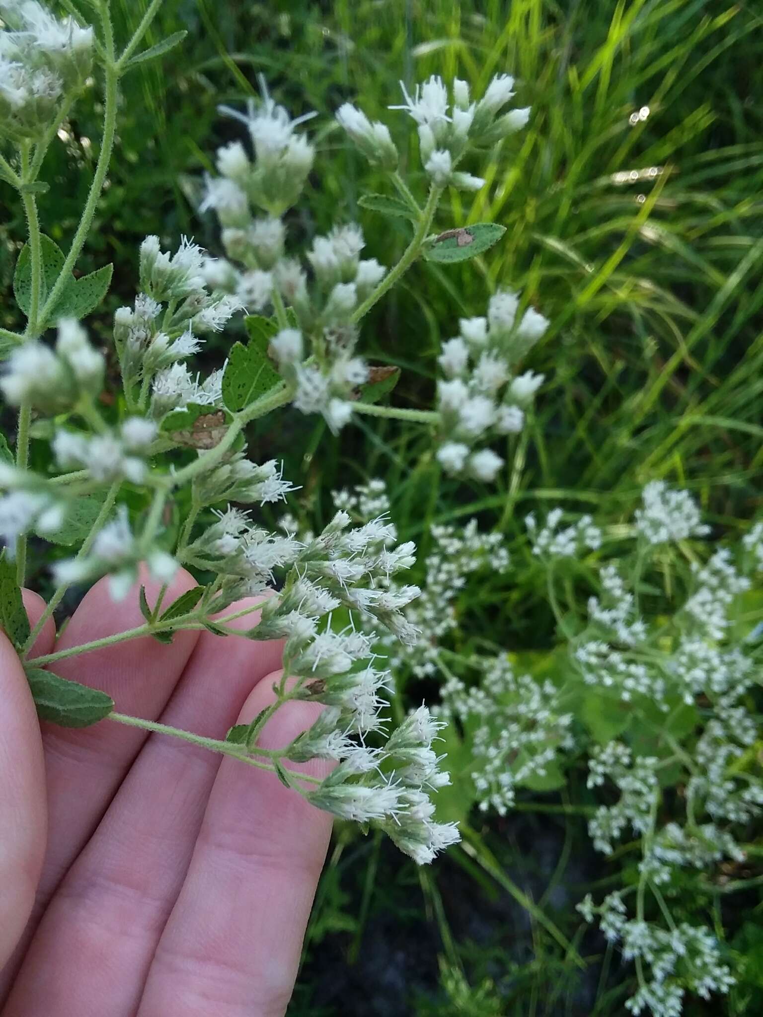 Eupatorium rotundifolium L. resmi