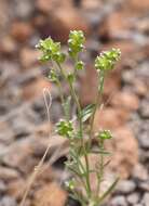 Plancia ëd Cryptantha pterocarya (Torr.) Greene