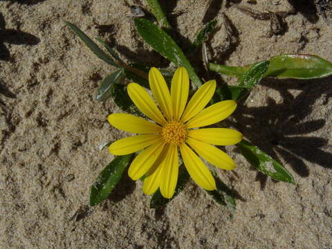 Image of Gazania rigens var. uniflora (L. fil.) Rössl.