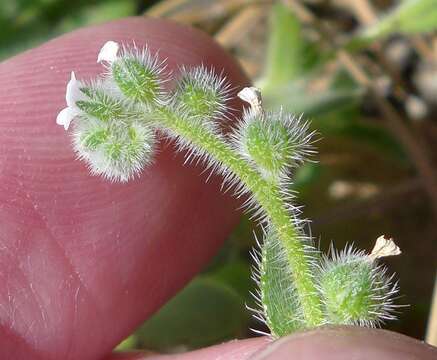 Plancia ëd Plagiobothrys collinus var. fulvescens (I. M. Johnst.) Higgins