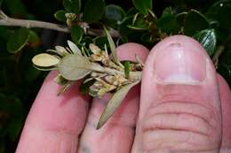 Olearia persoonioides (DC.) Benth. resmi