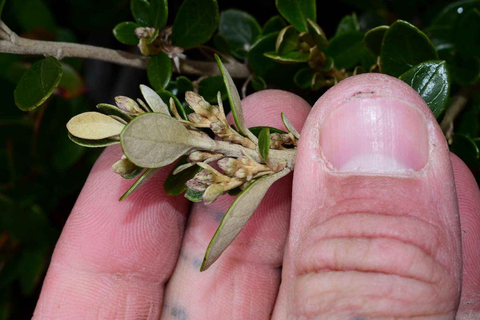 Olearia persoonioides (DC.) Benth. resmi