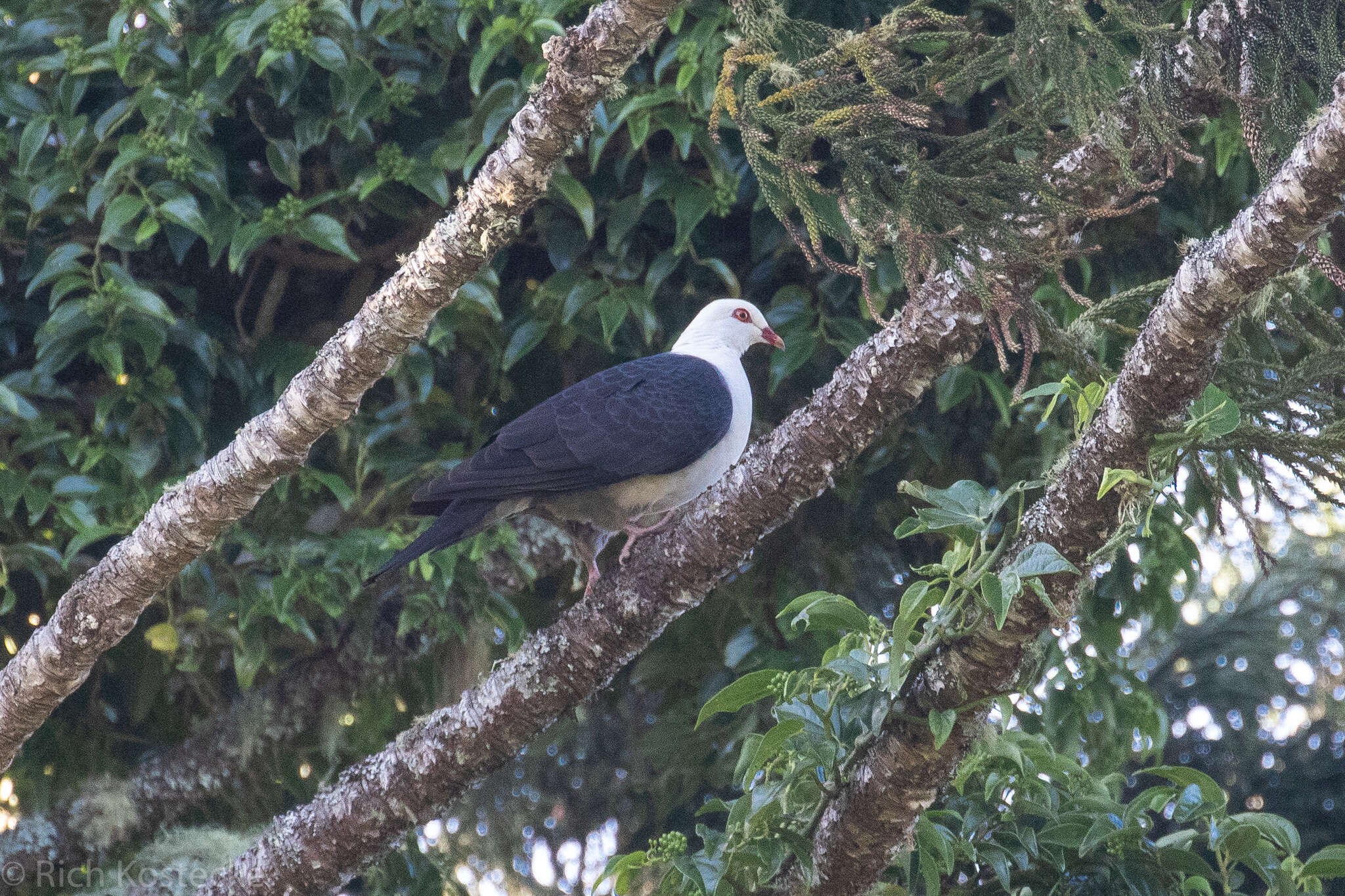 Image of White-headed Pigeon