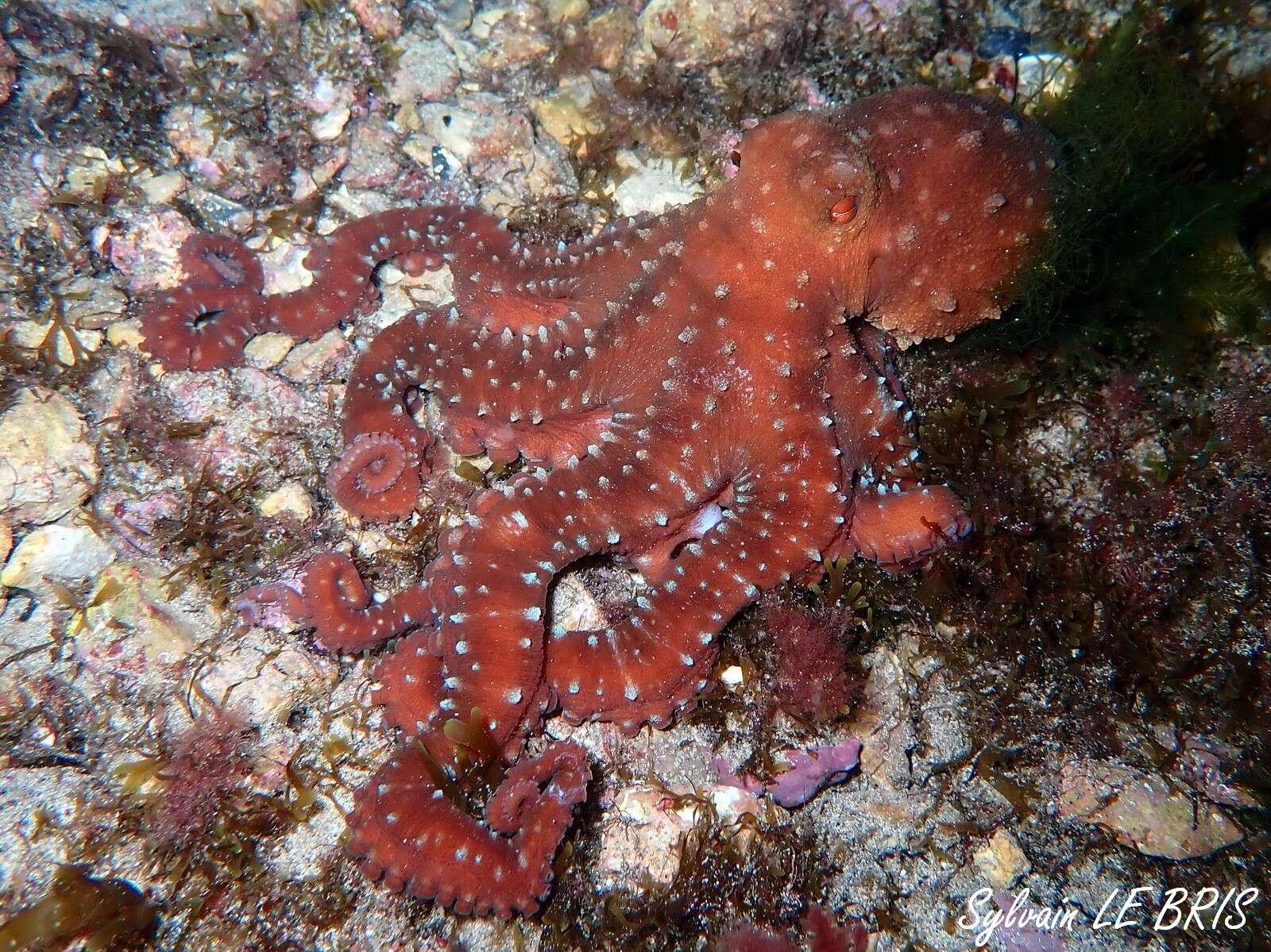 Image of Whitespot octopus