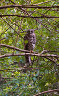 صورة Ninox strenua (Gould 1838)