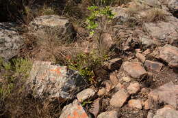 Image of Ochna natalitia (Meissn.) Walp.